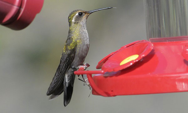 Benefits-of-hummingbird-feeders