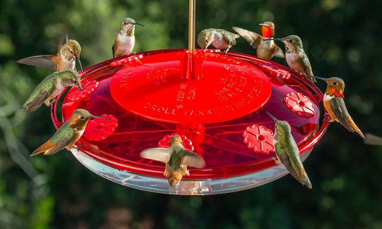 best rated cardinal bird feeder
