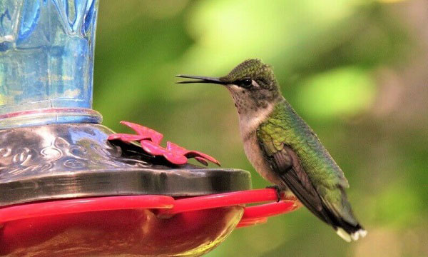 Best-hummingbird-feeder-reviews
