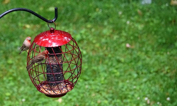 How to choose the best Bird Feeder Pole