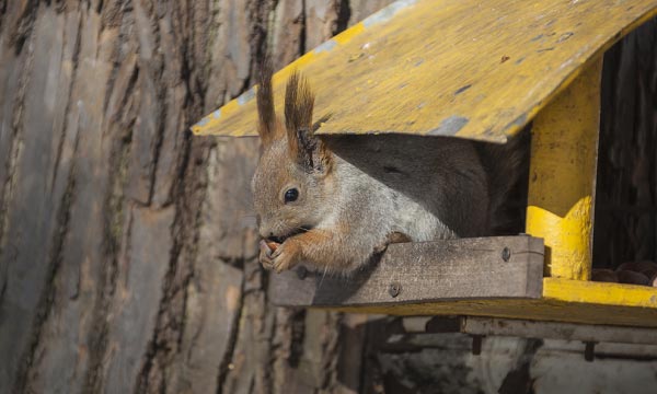 Squirrels-Eating-Bird-Food