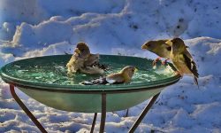 best heated bird bath