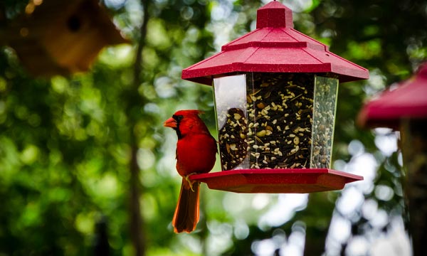 the-best-bird-food-for-cardinals