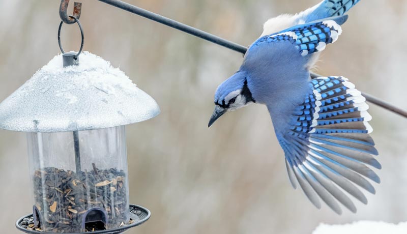 blue ray in winter reaching for feeder