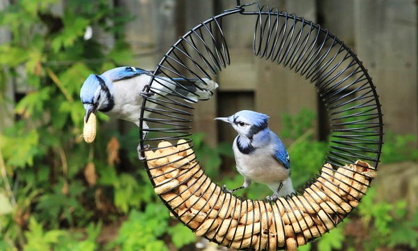 two-blue-jays-perched-on-bird-feeder