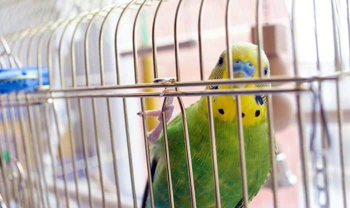 best parakeet cage