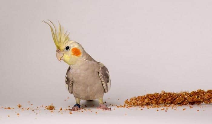 best-parakeet-food