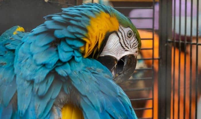 best parrot cages