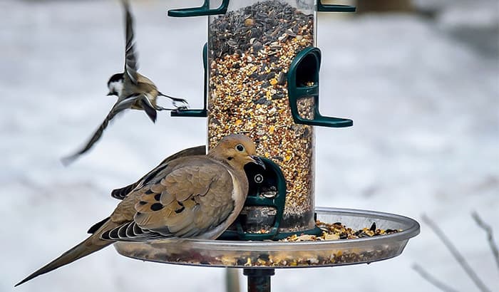 how to get rid of mourning doves