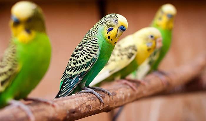 do parakeets need nests or beds to sleep