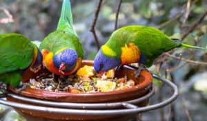 How to Make Hummingbird Food in Microwave - Birding Deport