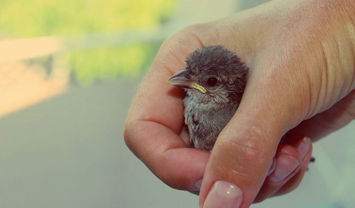 things to consider in providing heat for the baby bird