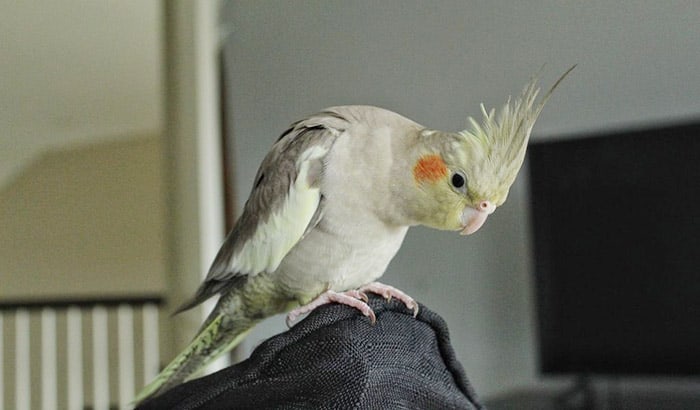 difference between male and female cockatiels