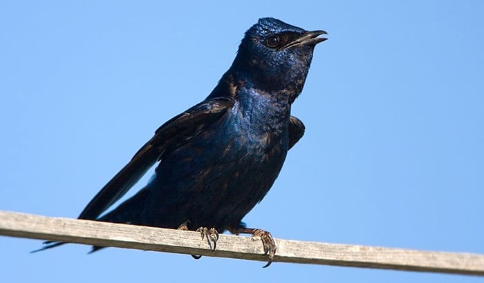 differences between barn swallow and purple martin