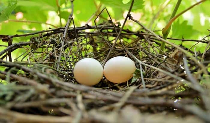 how long can bird eggs be left unattended