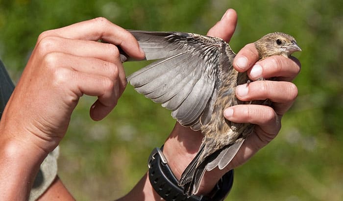 how to care for a bird with a broken wing