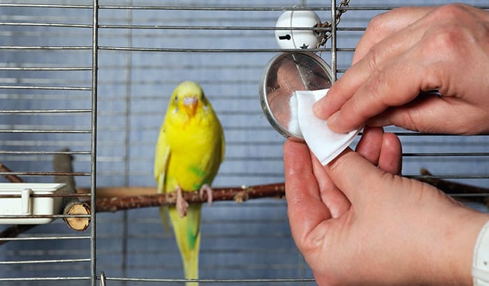how to clean a bird cage: tips and techniques