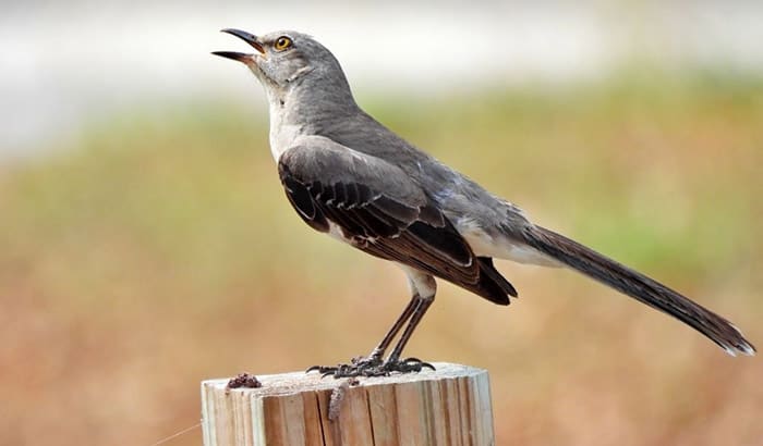 reasons why mockingbirds sing at night