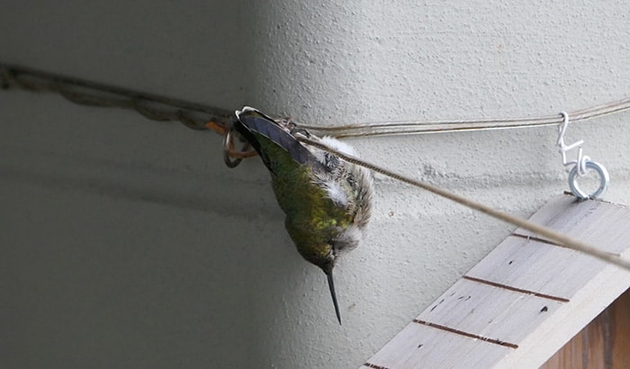 what happens to hummingbirds at night