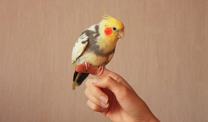 what's the difference between male and female cockatiels