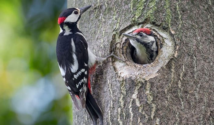 can a woodpecker kill a tree