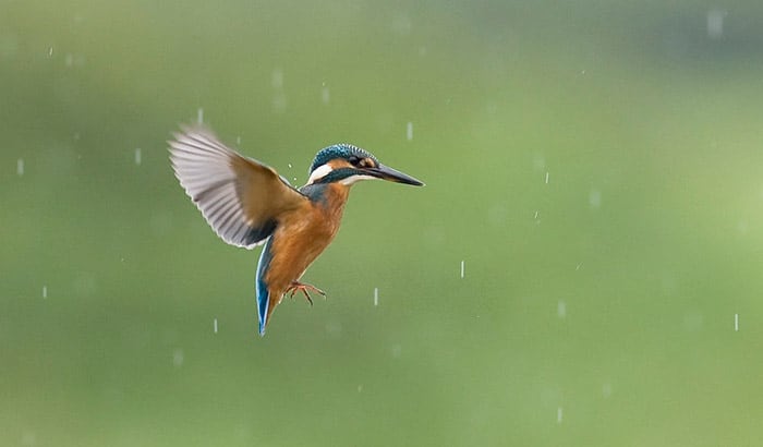 can birds fly safely in the rain