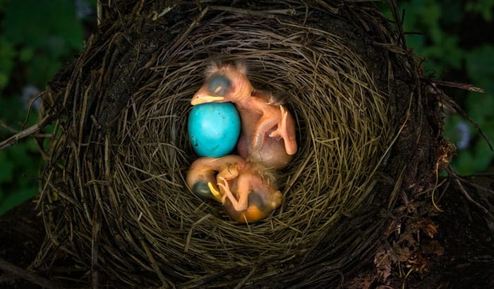 do birds lay eggs even if not fertilized