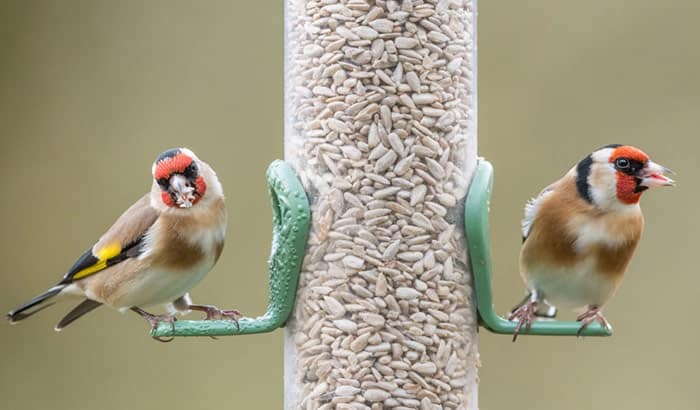 how to keep bird seed in cage: tips and tricks