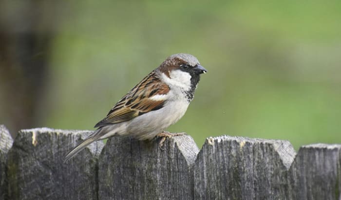 how to keep sparrows away