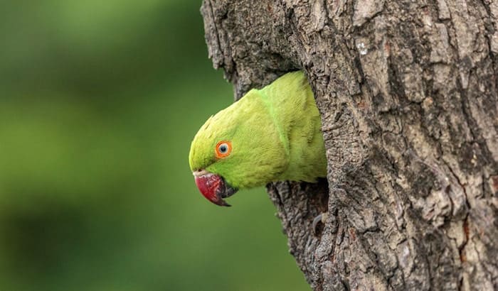how to make a parakeet nest