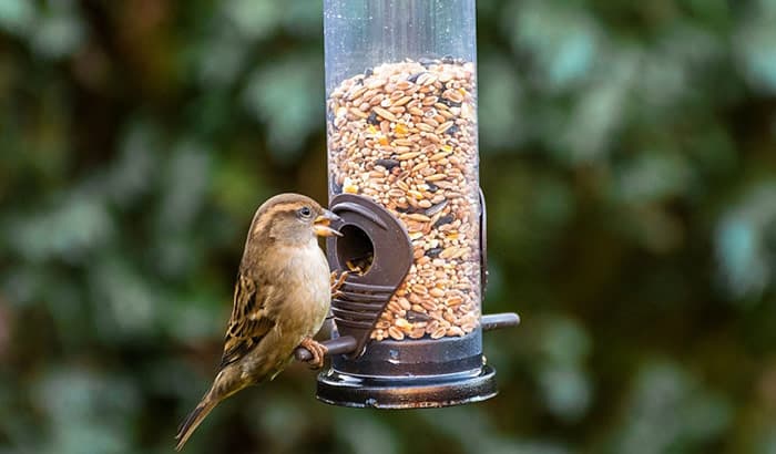 keeping bird seed in cage