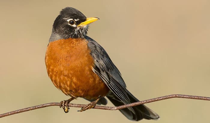 all you need to know about american robins 