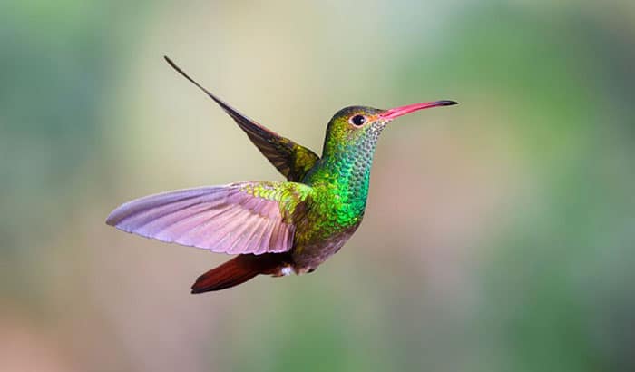 hummingbird species facts