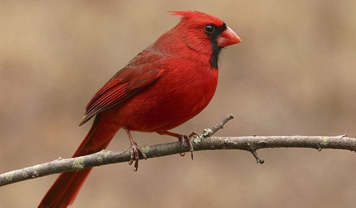 what does a cardinal bird look like