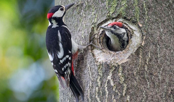 woodpeckers characteristics