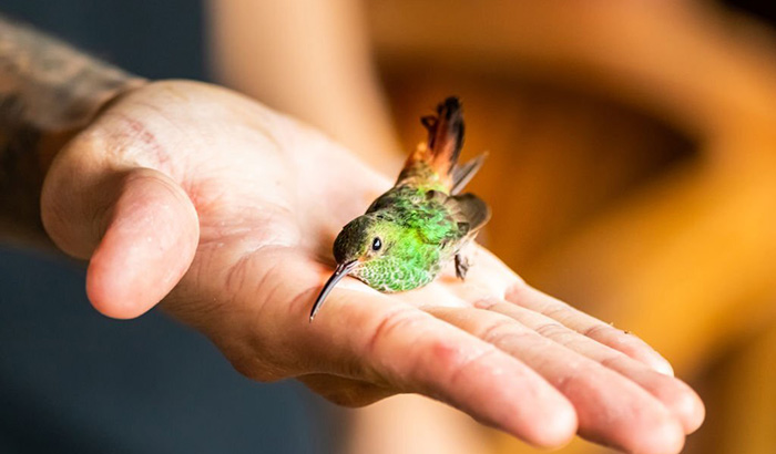 can you keep hummingbirds as pets