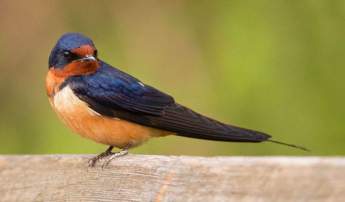 comparing cliff swallow and barn swallow