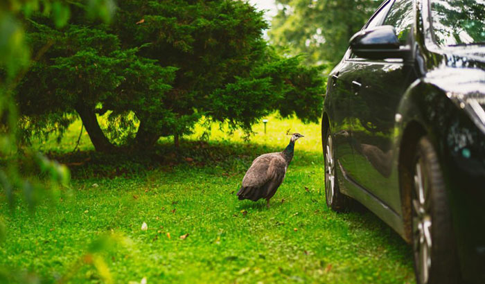how to keep birds away from car mirrors