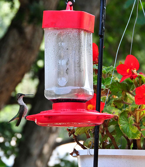 attract birds to new feeders