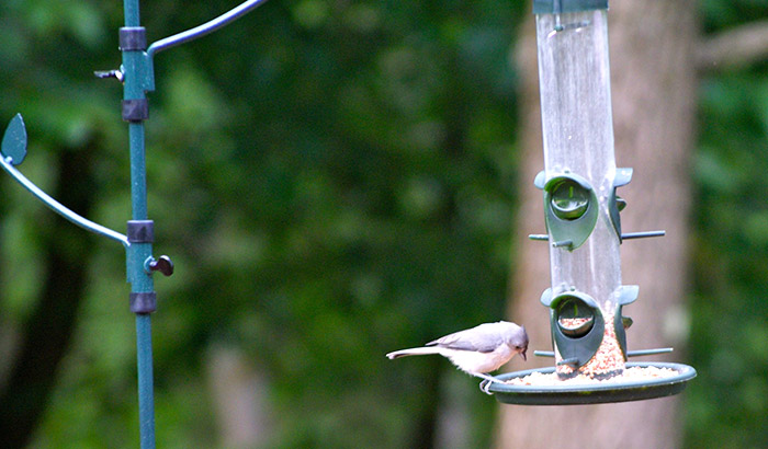 how do birds find bird feeders