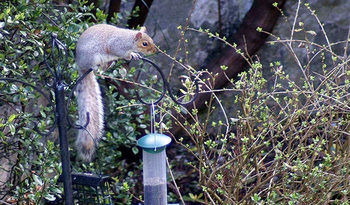 how do you keep squirrels away from bird feeders