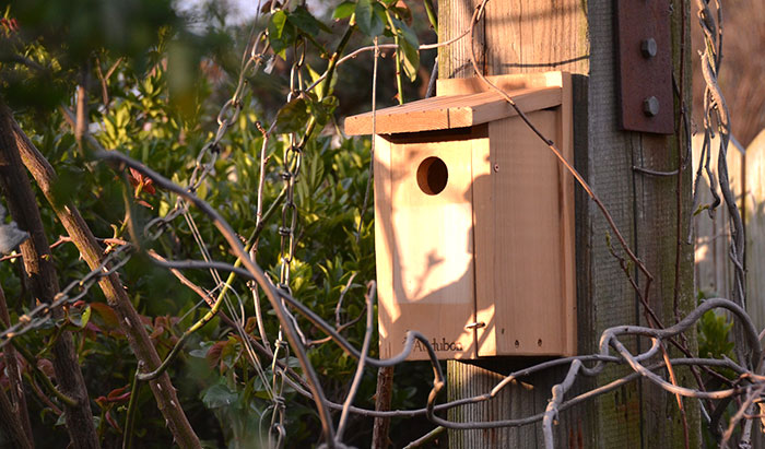 how to attract birds to birdhouse