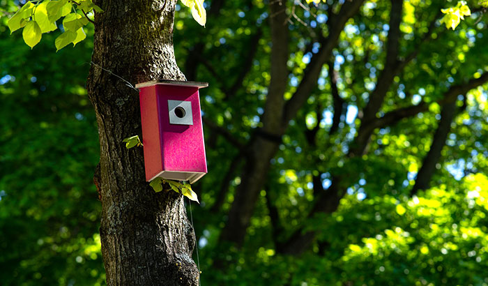 how to get birds to use a birdhouse