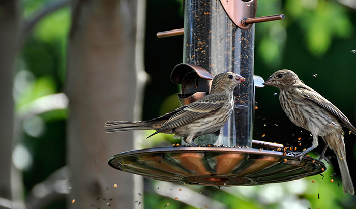 what attracts birds to a bird feeder