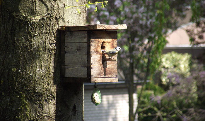 what to put in a birdhouse to attract birds