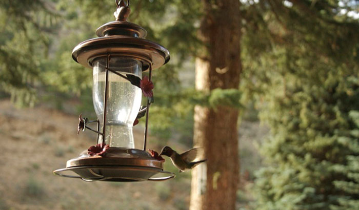where to put bird feeders
