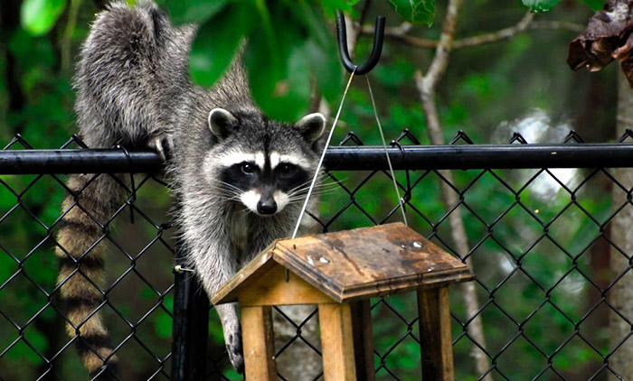 how to deter racoons from bird feeders