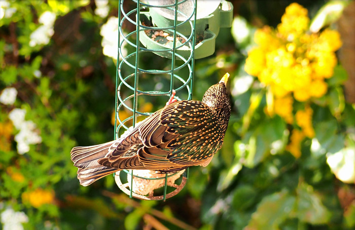 how to get rid of starlings but not other birds