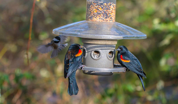 how to keep blackbirds away from bird feeders