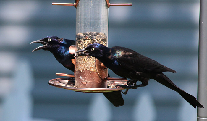 how to keep grackles away from bird feeders